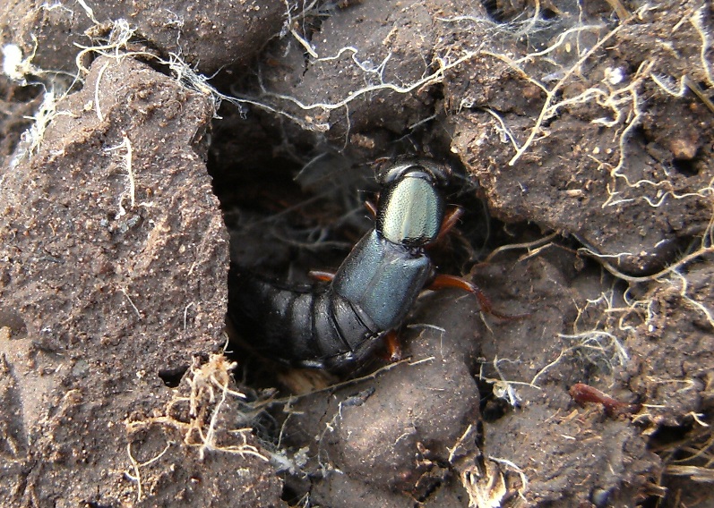 Staphilinidae verde: Tasgius falcifer